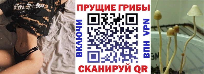 Псилоцибиновые грибы прущие грибы Старая Русса